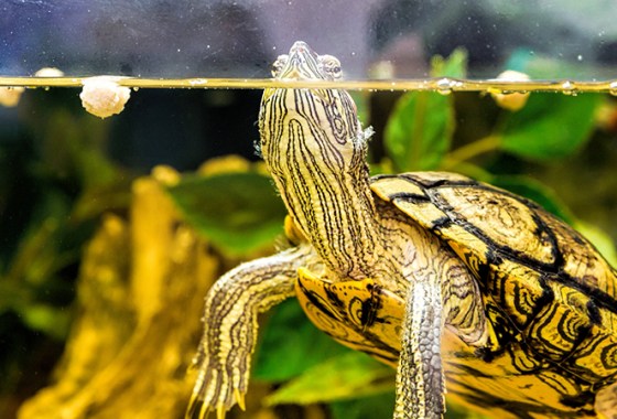 Best Turtle Tanks