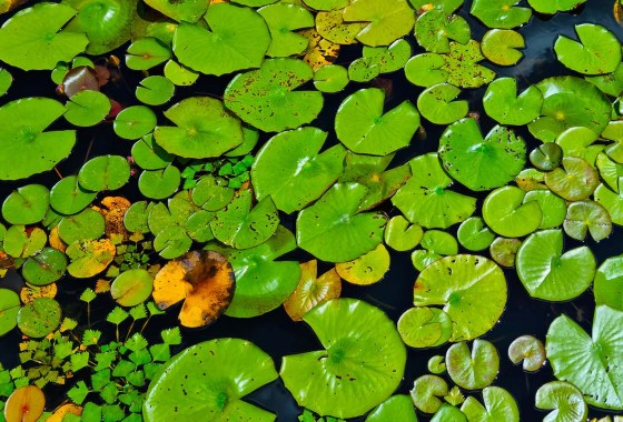 Best Way to Kill Lily Pads