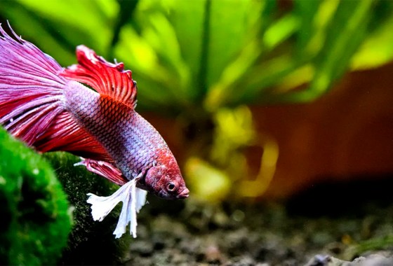 How to clean a betta fish tank