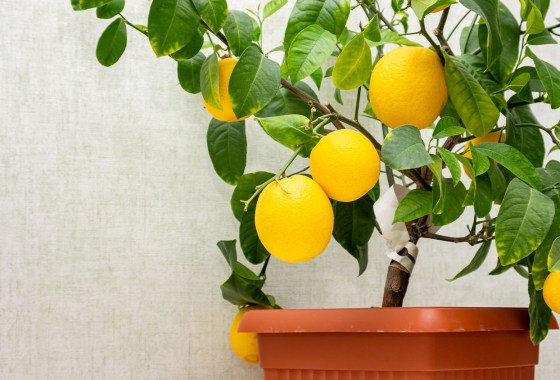 Container orchards are a thing — here's how to make your own