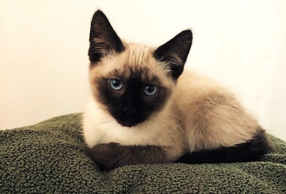 Top products to buy your cat on National Pet Day