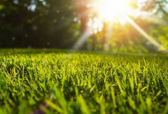 Summer lawn maintenance to keep your grass healthy in hot weather