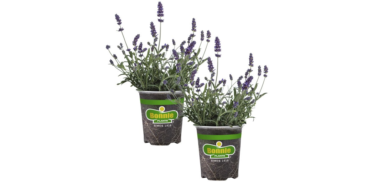 Bonnie Plants Lavender, 19.3 oz., Live Plant