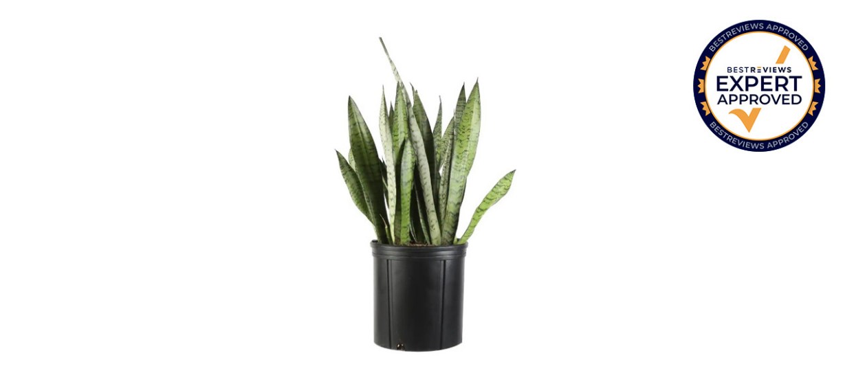 Best Snake Plant Zeylanica (Sansevieria) in 8.75-inch Grower Pot Best Snake Plant Zeylanica (Sansevieria) in 8.75-inch Grower Pot
