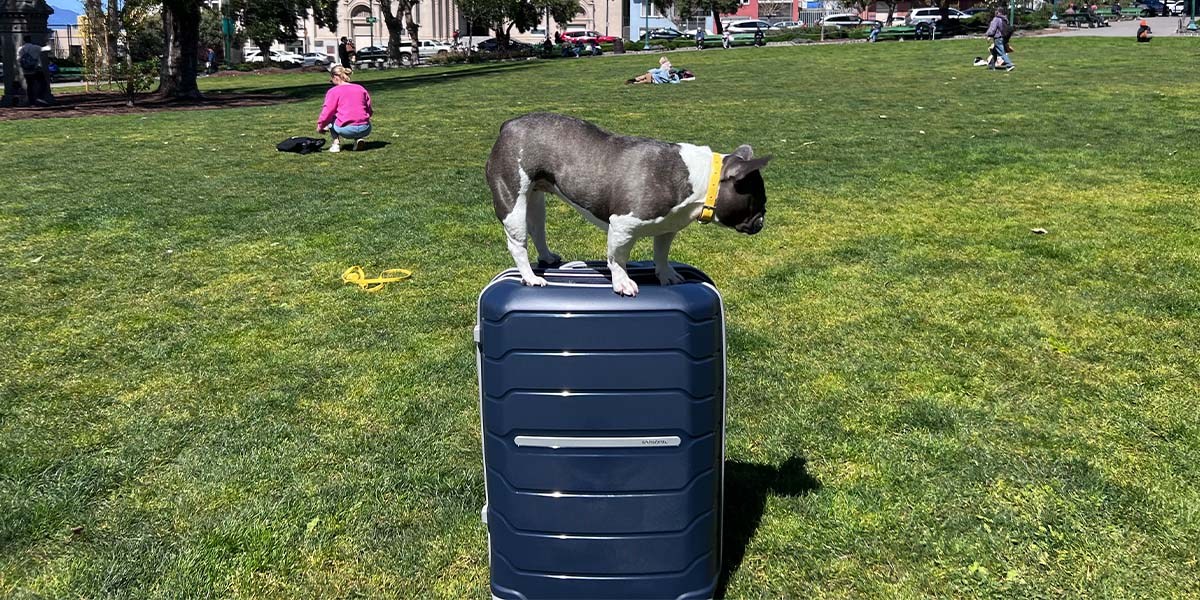 Samsonite Freeform Hardside Expandable Large Spinner