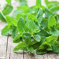 mint