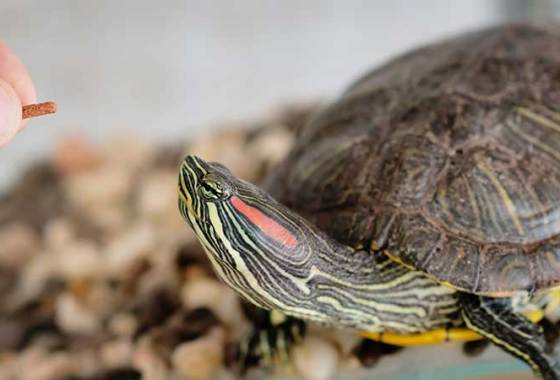 Best Reptile Sand/Gravel