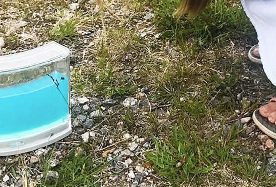 Best Ant Farms