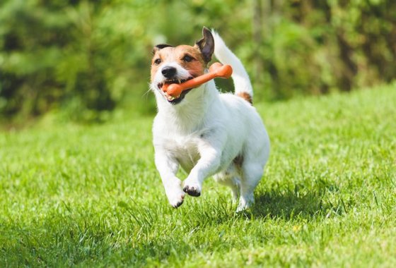 Best Nylabone Dog Toys