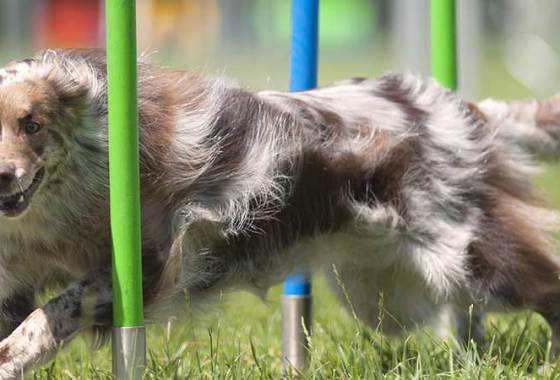 Best Dog Agility Poles