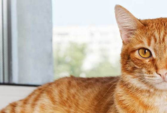 Best Cat Arthritis Pain Medications