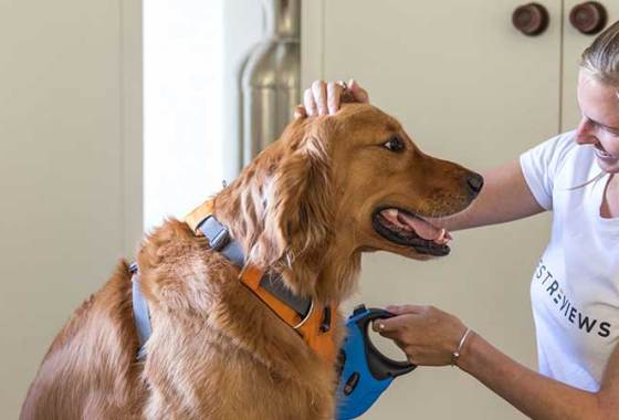 Best Front Clip Dog Harnesses