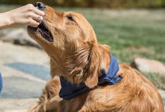 Best Dog Training Treats