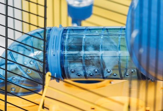 Best Small Animal Tubes and Tunnels