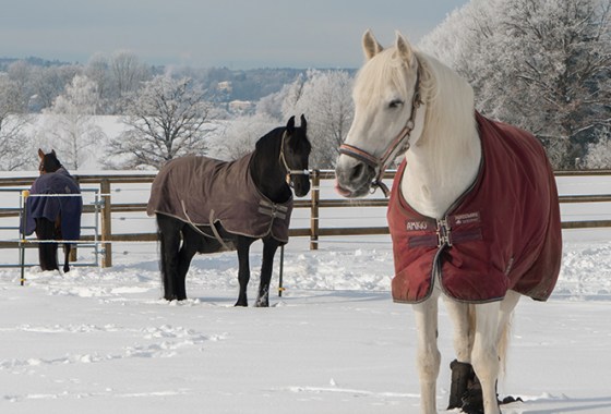 Best Horse Blankets