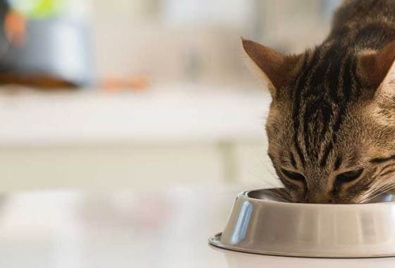 Best High Protein Cat Food