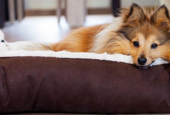 Best Dog Beds