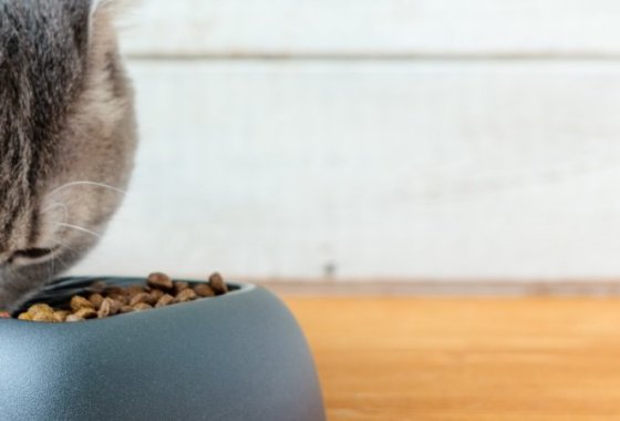 Best Freeze-Dried Cat Food