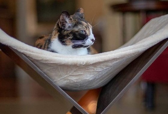 Best Cat Hammocks