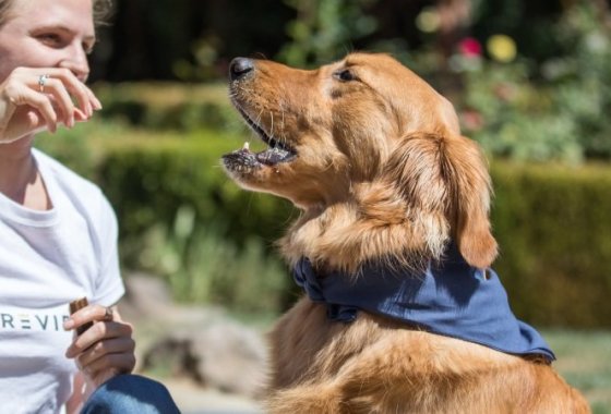 Best Biscuit Dog Treats