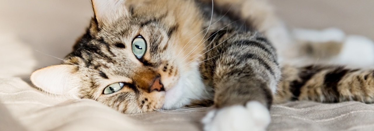 5-best-anxiety-relief-for-cats-apr-2021-bestreviews