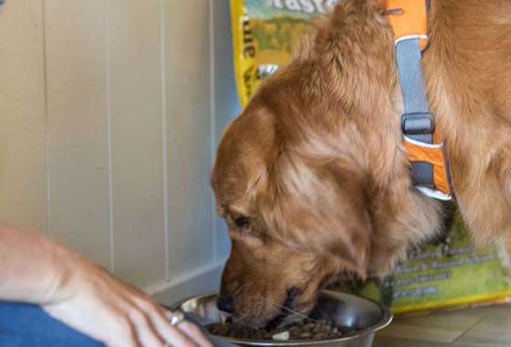 Best Dog Food Meal Delivery Services