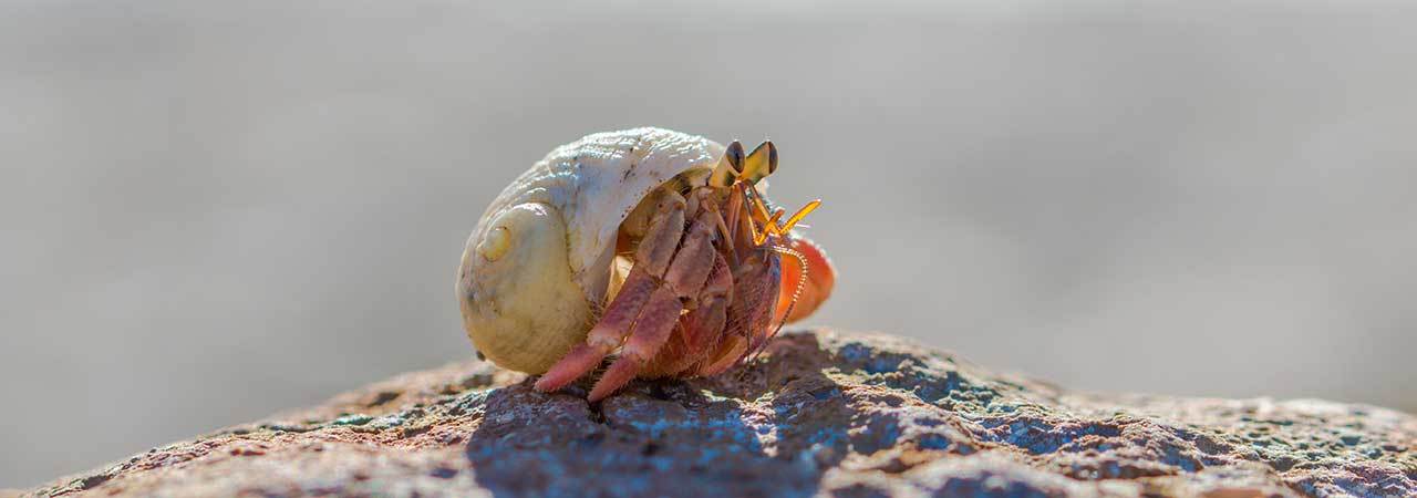 Best Hermit Crab Food: A Comprehensive Guide for Optimal Nutrition