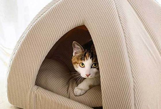 Best Covered Cat Beds