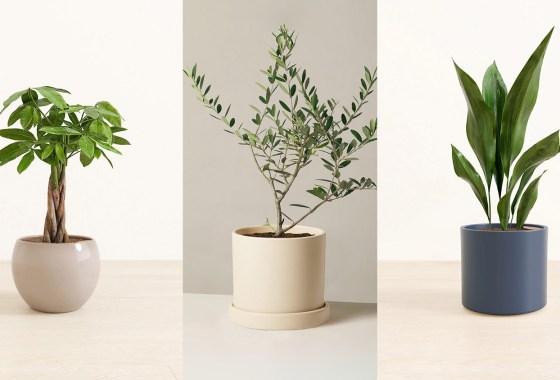Pet-friendly houseplants to liven up your space for summer