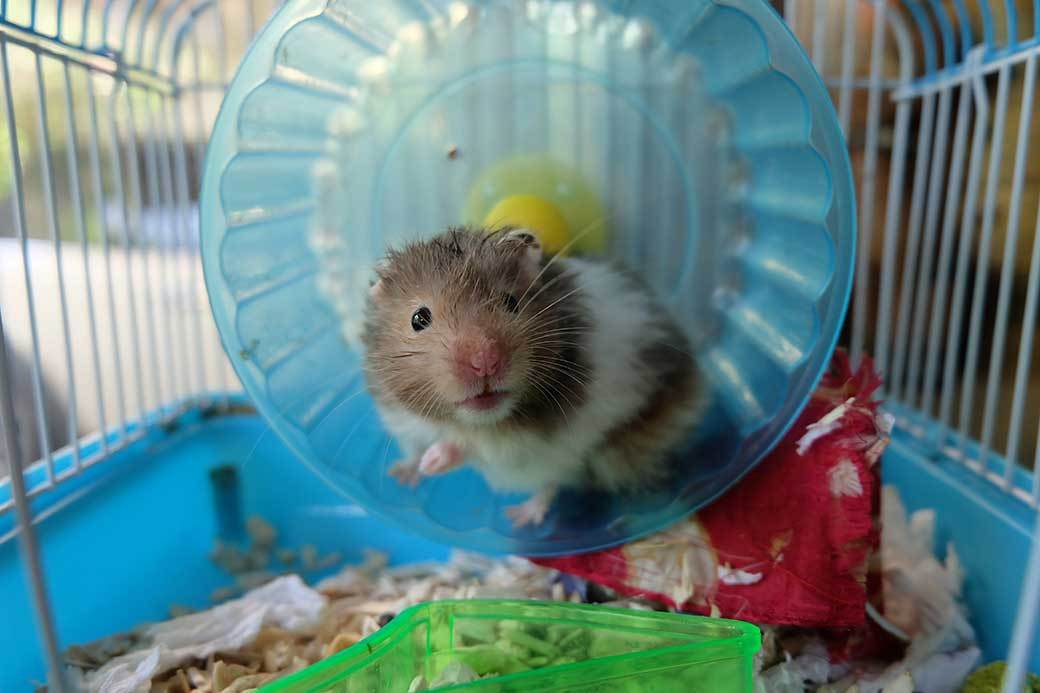 5 Best Hamster Cages July 2020 BestReviews