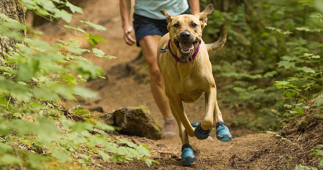 5 Best Dog Boots Sept. 2024 BestReviews