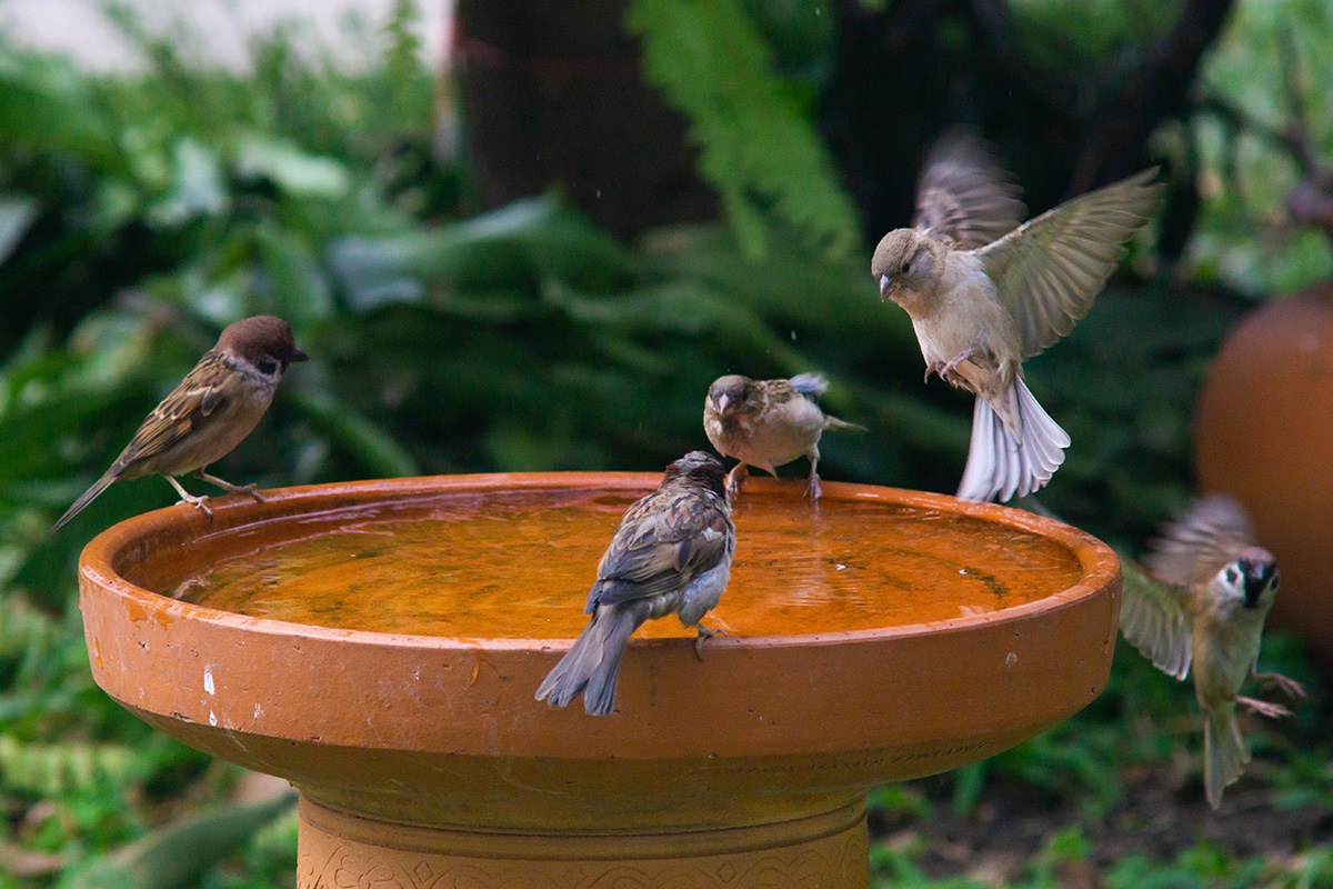 pros and cons of bird baths