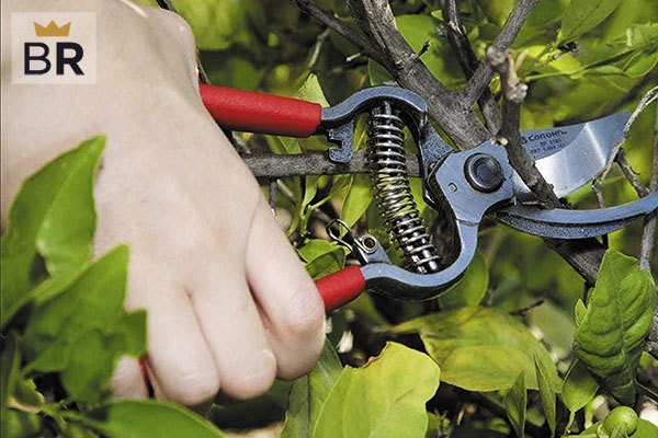https://cdn10.bestreviews.com/images/v4desktop/image-full-page-600x400/04-how-to-clean-pruning-shears-4c02d4.jpg?p=w900