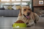 Best Dry Dog Food
