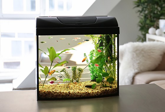 Best budget aquarium