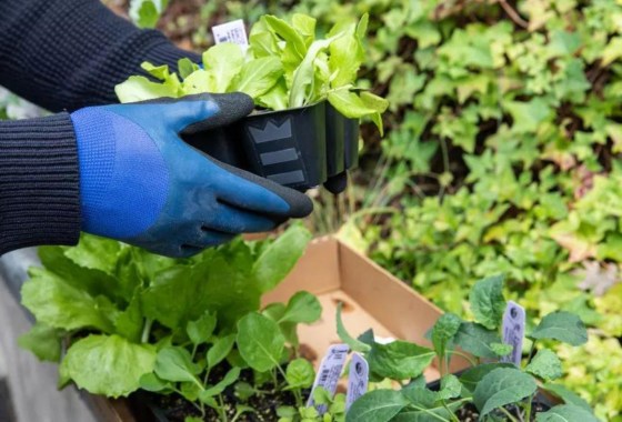 Easiest plants to grow in a home garden