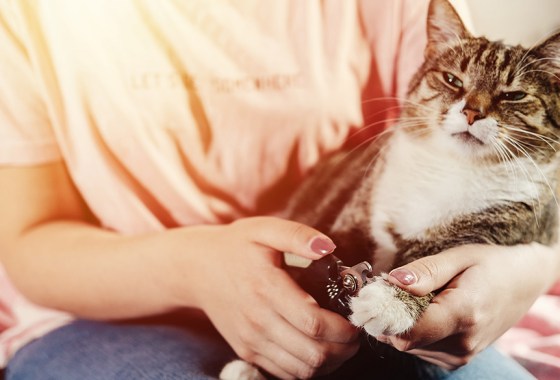 Best cat nail clippers