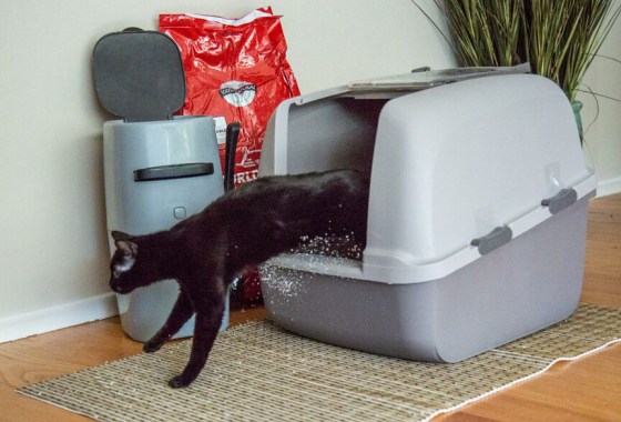 Best clumping cat litter