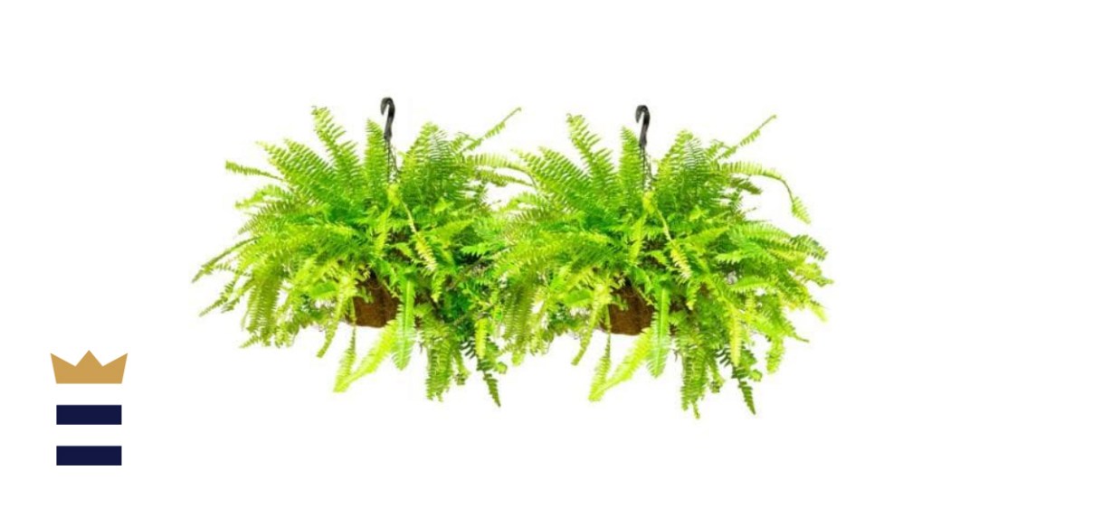 Boston Fern Hanging Plant Basket