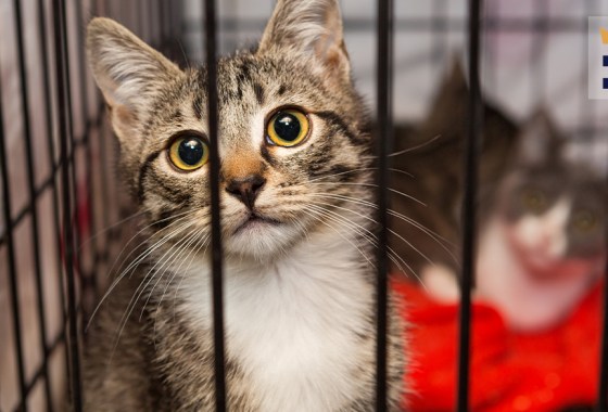 Best kitten playpen