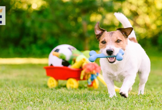 Kong dog toys vs. Nylabone dog toys