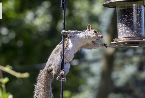 Best squirrel proof bird feeder