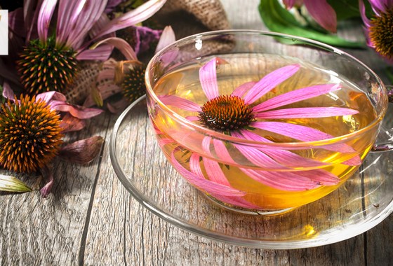 Best echinacea tea