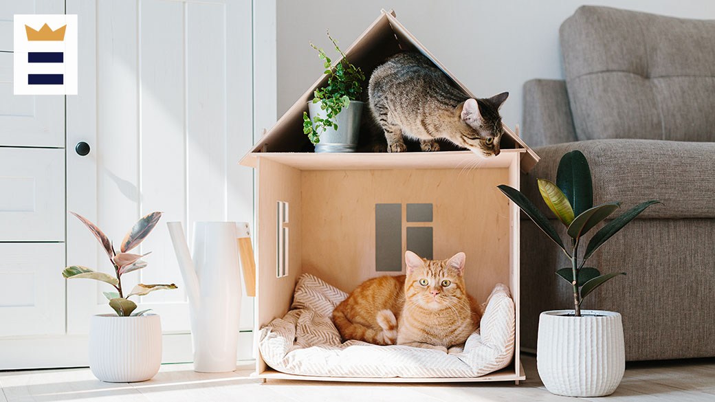 Best cat house