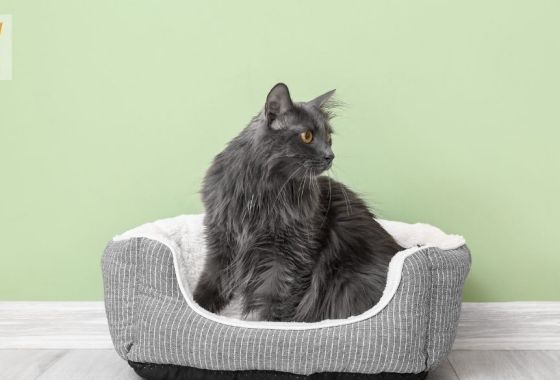 The best heated cat bed