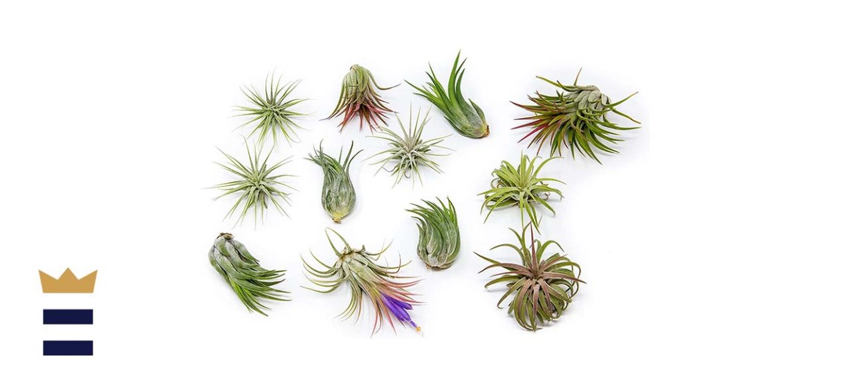 Air Plants