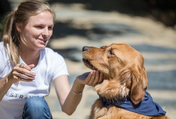Best dewormer for puppies