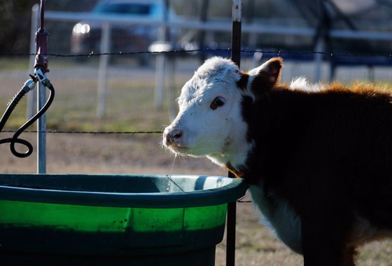 Best heated drinking water hose
