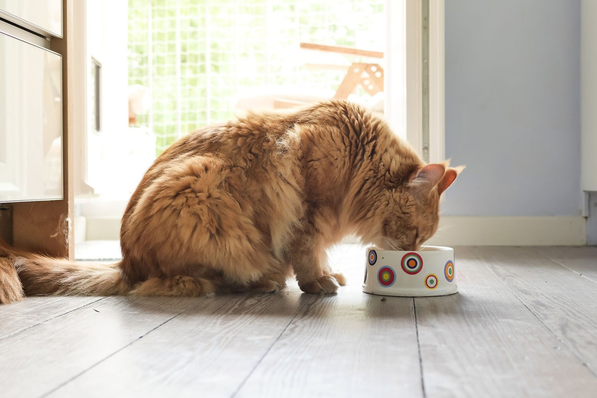 freeze-dried cat food