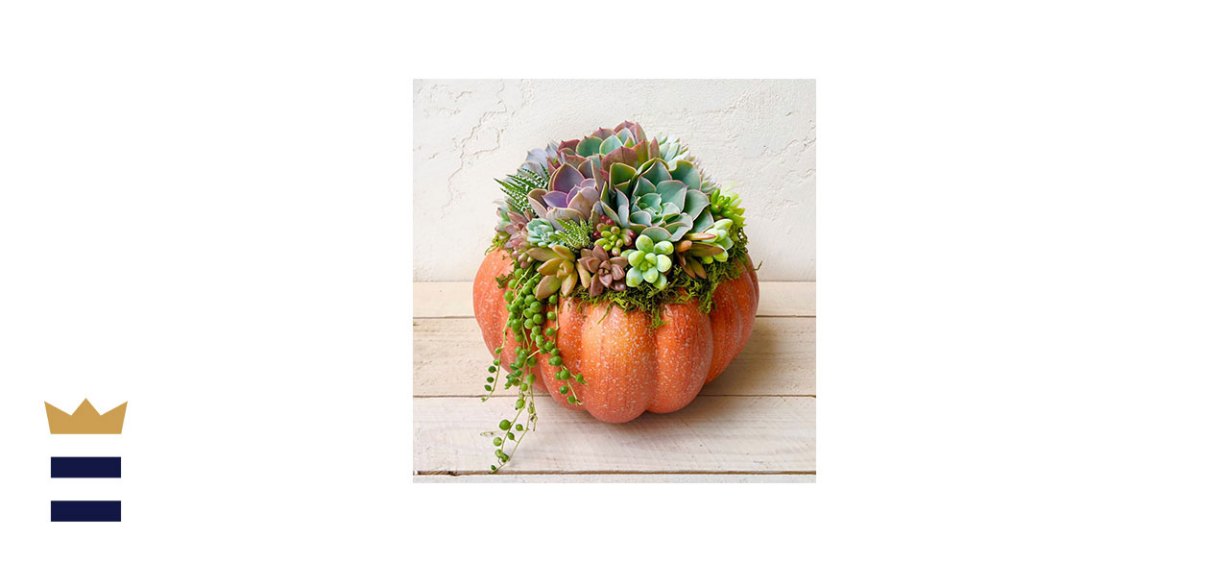 Succulent Artworks Faux Pumpkin Trimmed with Living Succulents